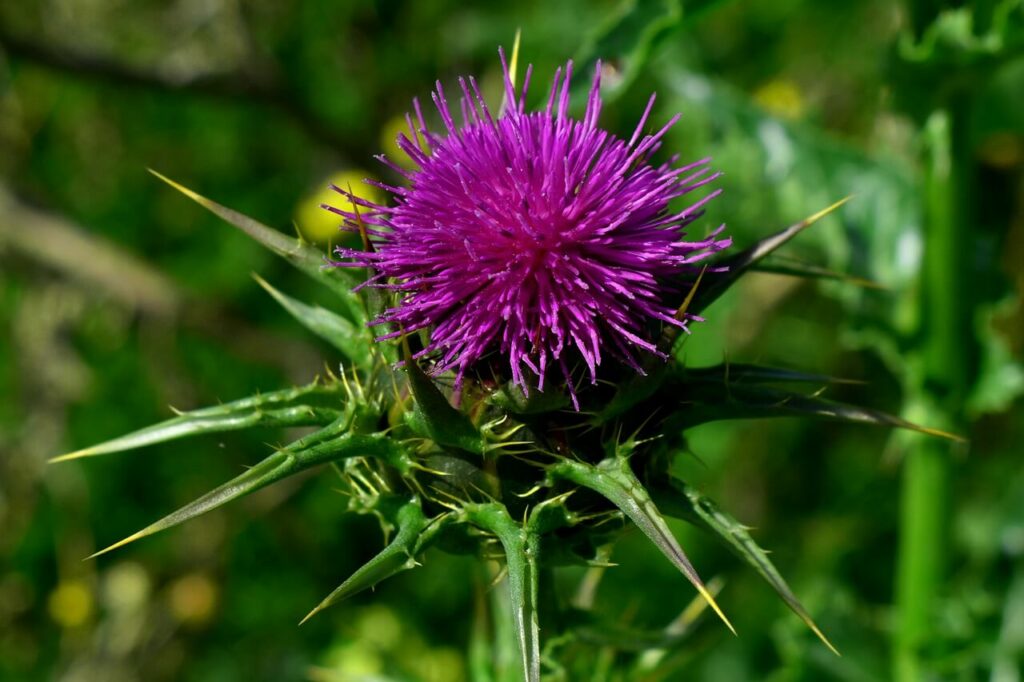 Milk thistle liver detox