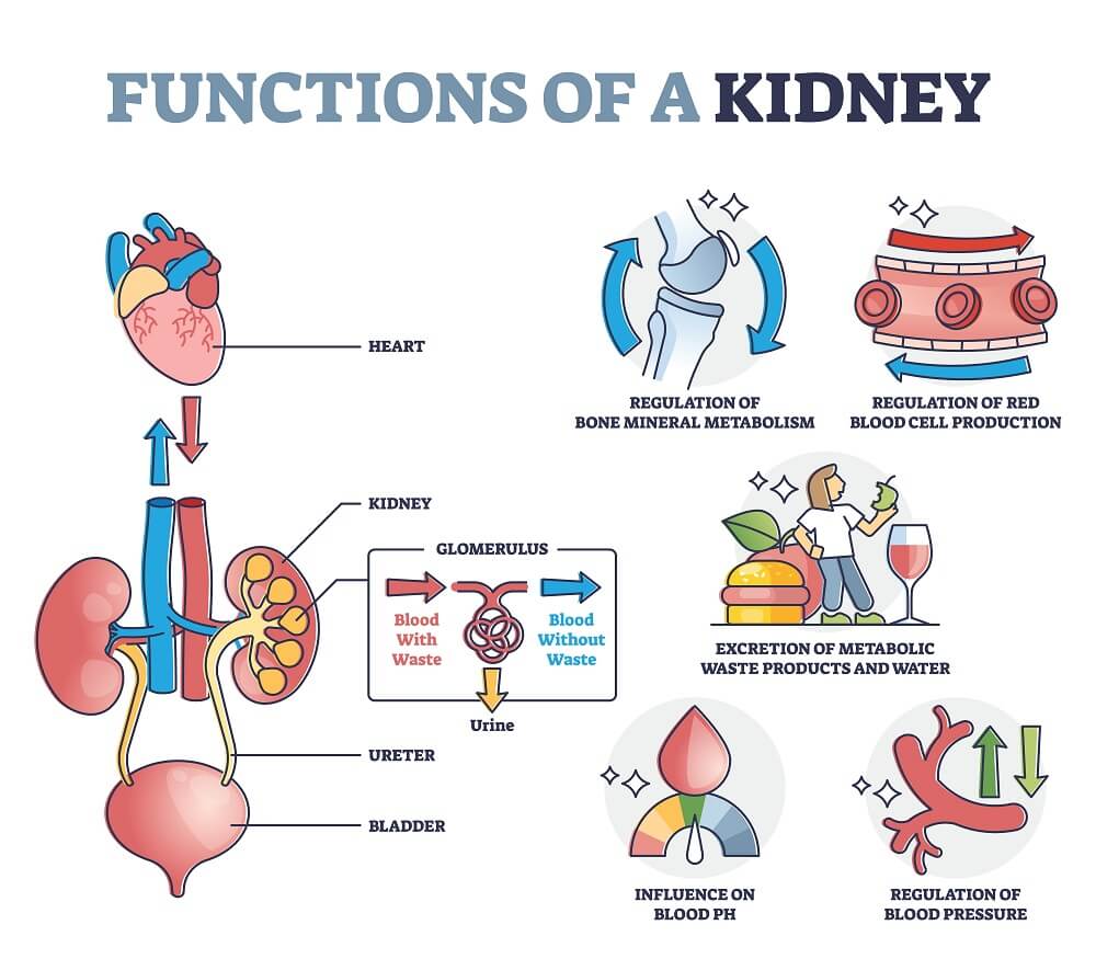 What Is The Best Drink To Flush Your Kidneys Detox Water